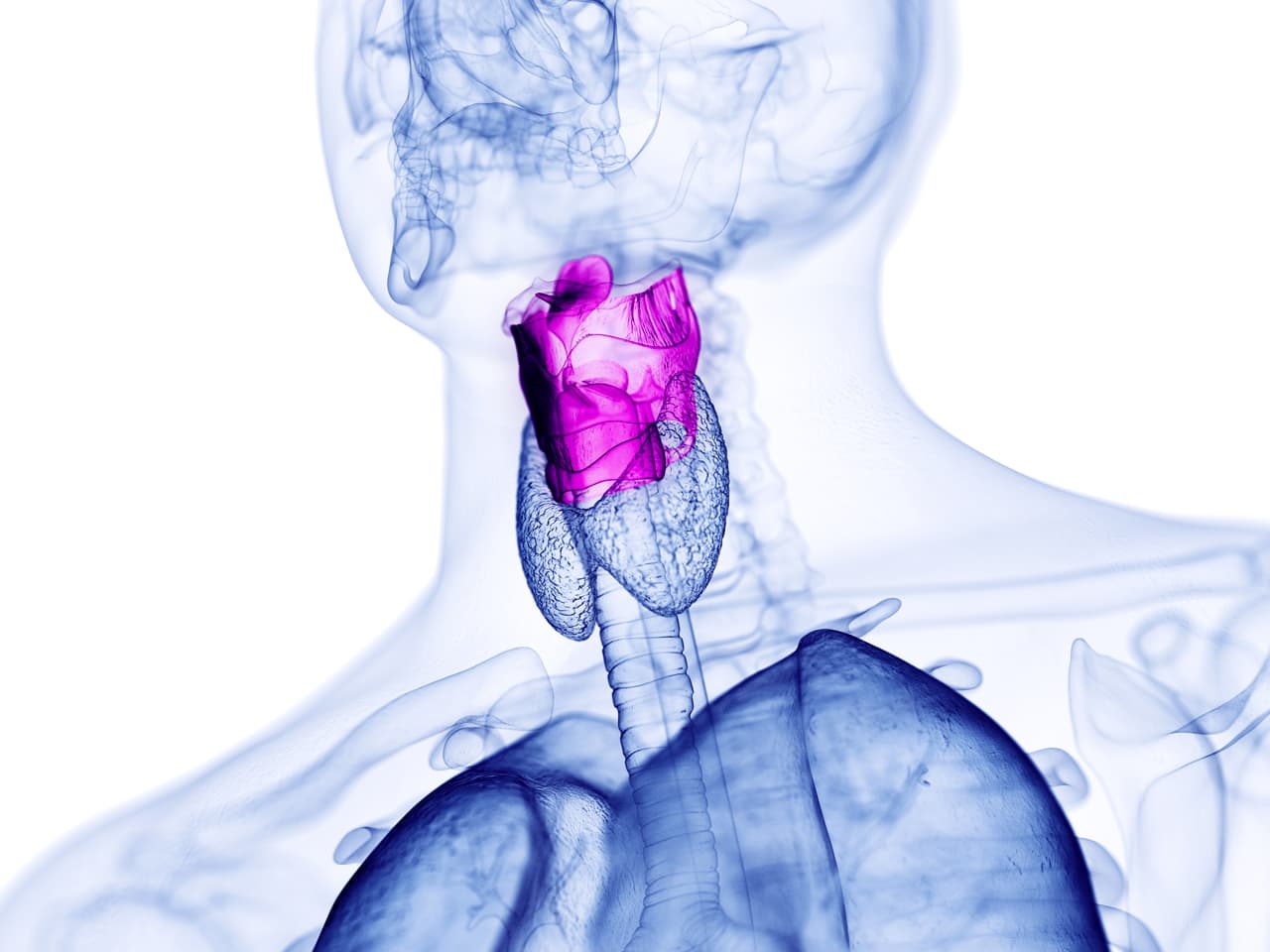 Pathologies des Cordes Vocales-Dysphonie 